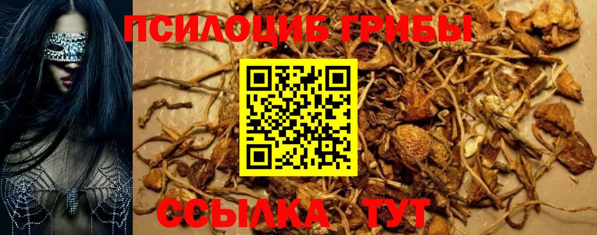 Камень-на-Оби  где можно купить наркотик  Вход с VPN  Псилоцибиновые грибы прущие грибы 